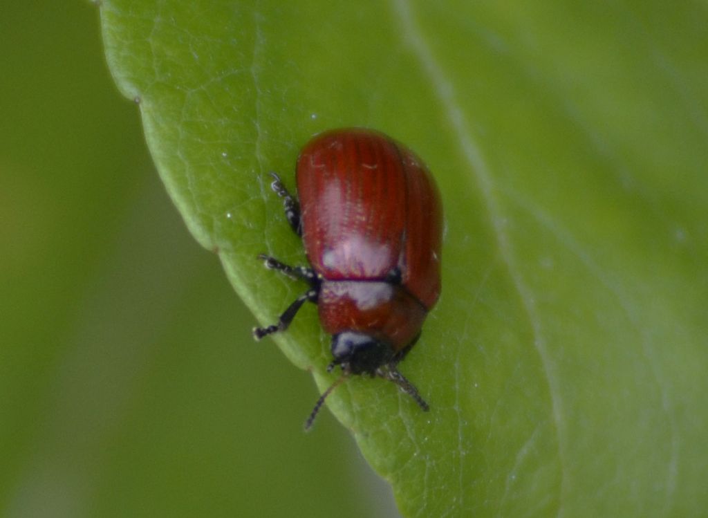 Gonioctena viminalis, Chrysomelidae